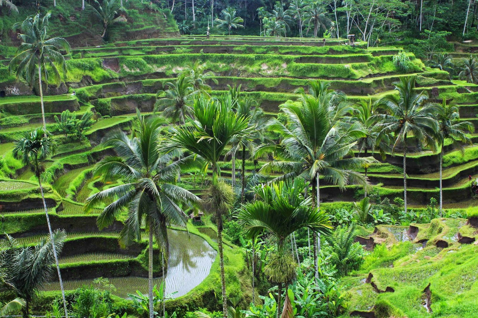Gambar terkait
